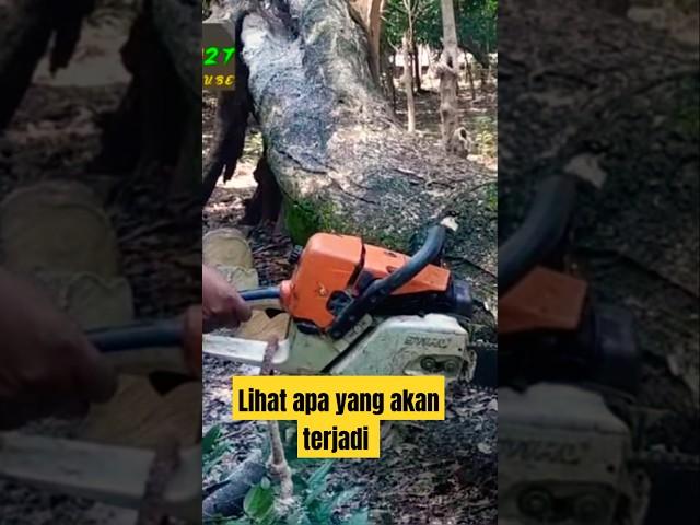 proses penebangan pohon terbesar yang ke 116 #shortvideo #pekerja27
