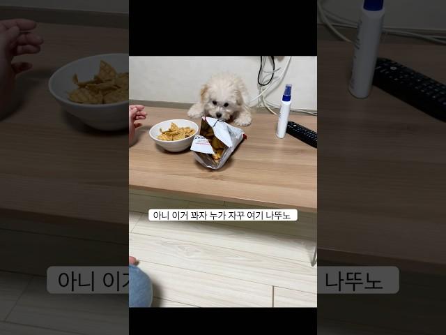 아니 이거 꽈자 누가 자꾸 여기 나뚜노 #shorts #강아지일상 #dog #puppy #현역가왕2