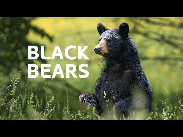 The Apex Predator's Struggle For Survival In Canada's Wilderness | Black Bear Documentary