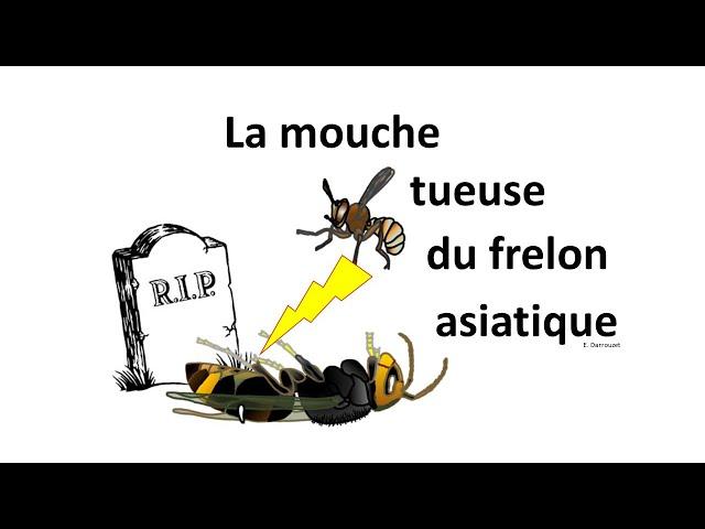 La tueuse de frelon asiatique !