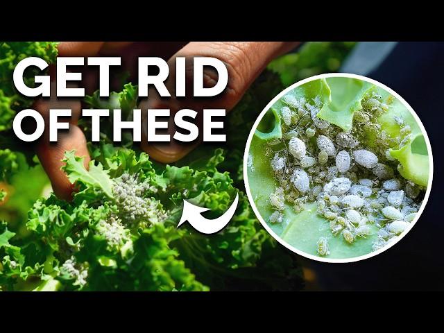 Get Rid of Ants & Aphids FOR GOOD In Your Garden 