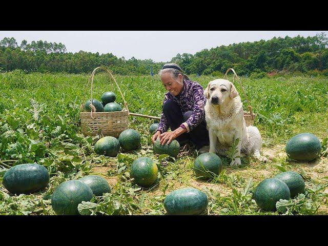 西瓜還能這樣吃？摘回80斤吃不完 阿婆做成美味西瓜醬Grandma made watermelon sauce with 80 catties of watermelon ｜广西 美食｜ 玉林阿婆