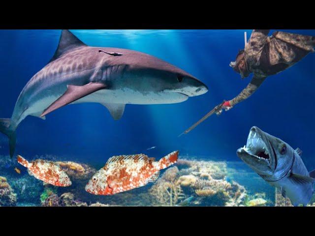 Spearfishing In The Middle Of The Ocean  With TIGER Sharks, Blacktip Sharks Land Nowhere To Be Found