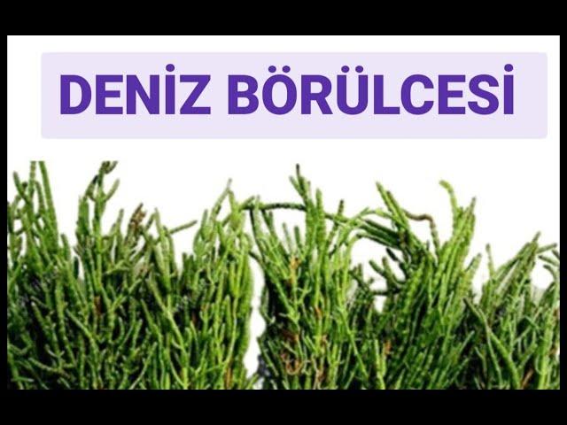 Deniz börülcesi salatası nasıl yapılır?  Nasıl saklanır?   Mükemmel bir meze'dir. 