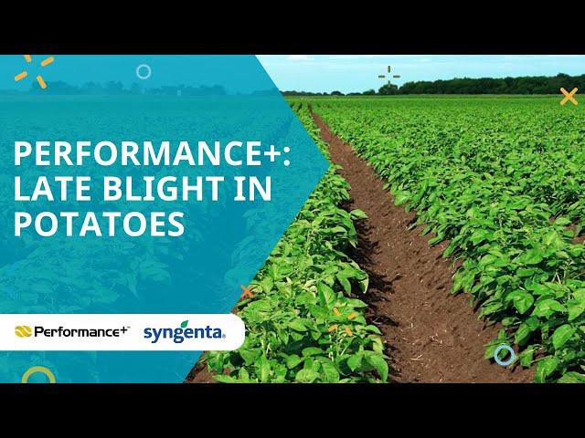 Performance+: Late blight in potatoes