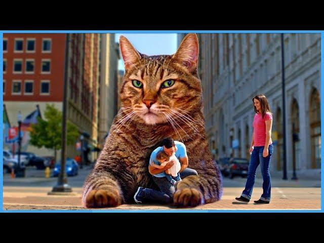 The BIG Mean Kitty Song - Official Music Video [KIDS SONGS]