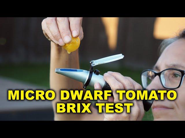 Tasting and Brix Testing Micro Dwarf Tomatoes - The sweetest micro dwarf tomato