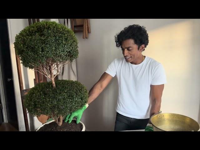 Someone Smashed My Flowerpot, This is How I Deal with It - with Rajiv Surendra