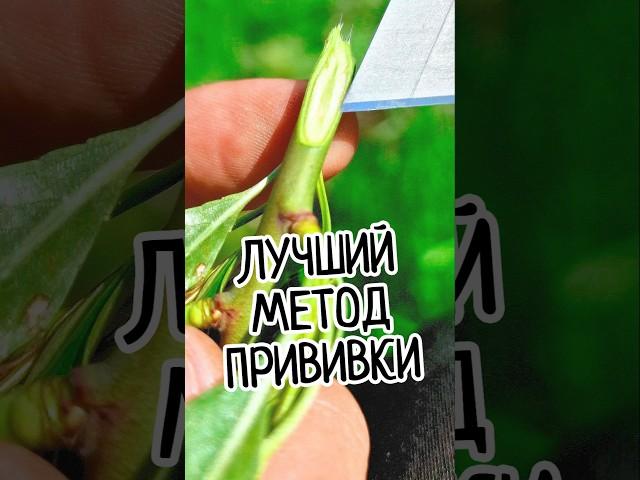 The best way! Tree grafting with 95% survival rate! The secret of improved copulation! ️