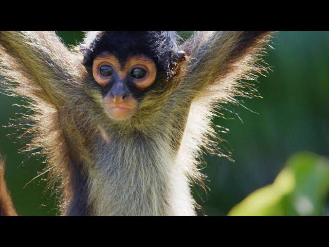 Why Spider Monkeys Only Have Four Fingers