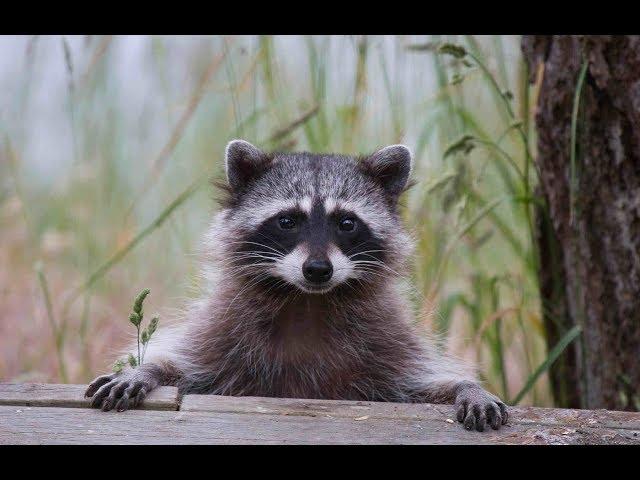 Rochester Hills Raccoon Trapper (248) 667-7796