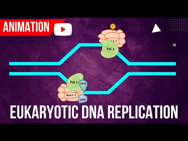 Eukaryotic DNA Replication Animation || Formation of Initiation complex