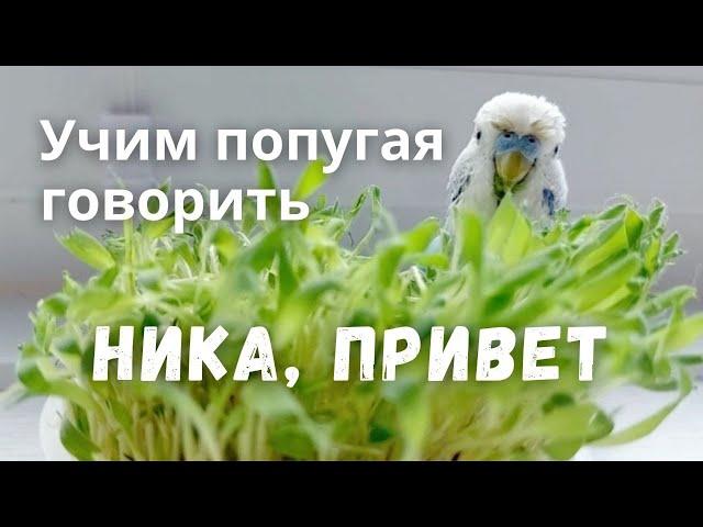 Учим попугая говорить Ника, привет