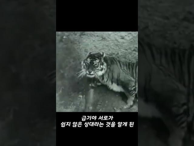 안 보면 후회하는 호랑이 VS 사자 맞다이 영상