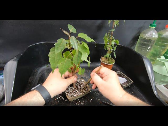 Soil Mix and Bonsai repotting Part 2: Ficus from Seed