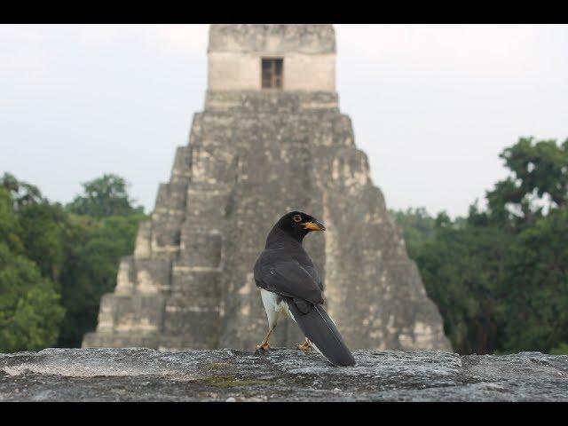 Tropical Belize and colorful Guatemala.