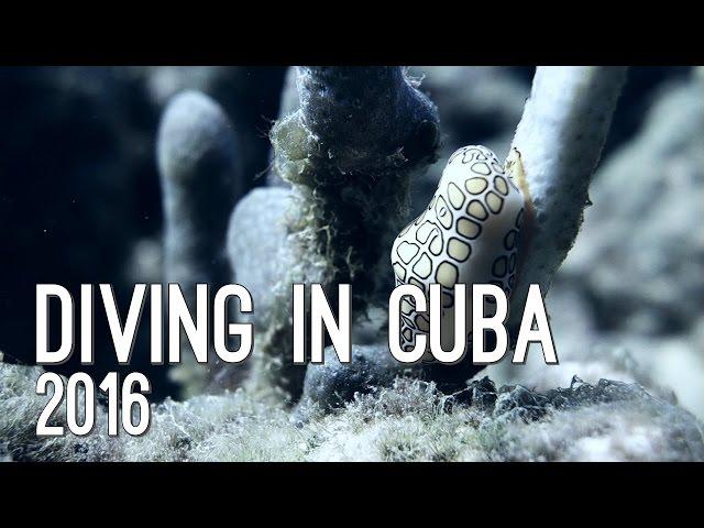 Diving in Cuba