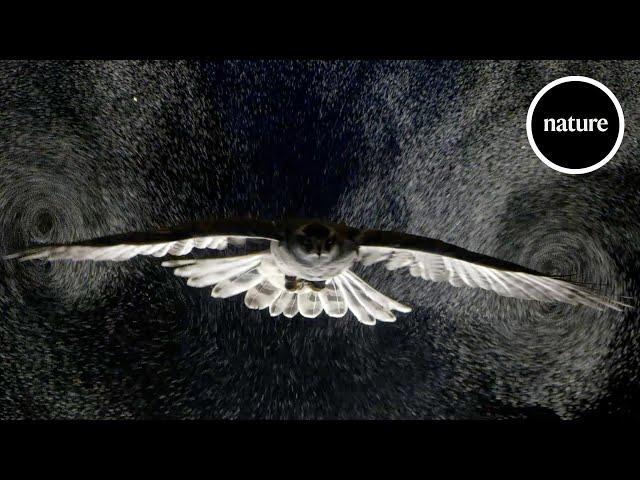 Birds gliding through bubbles reveal aerodynamic trick