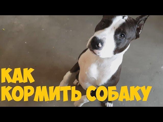 American Staffordshire Terrier / Как правильно кормить собаку /щенок в доме/