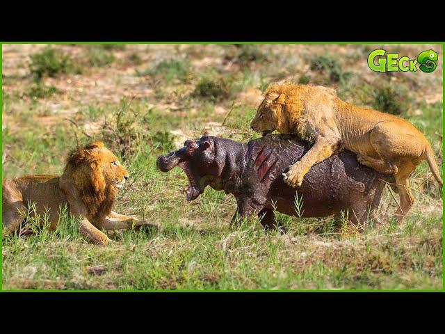 30 Fierce Battles Of Lions Fighting Hippos In The Wild - Hippos Clash With Other Animals