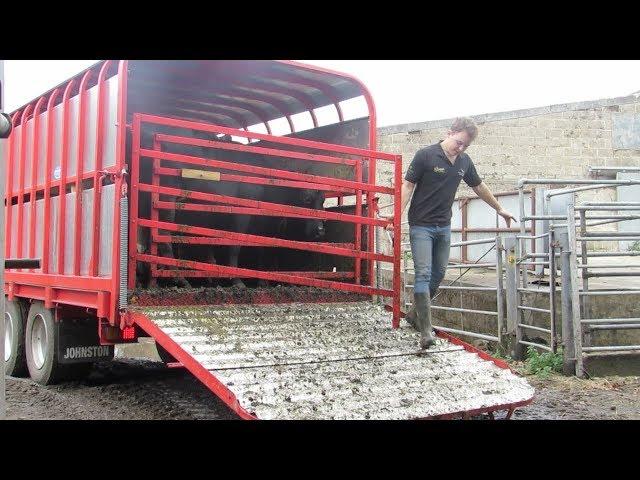 Bringing the last of the cattle home!! ft the JOHN DEERE 6930