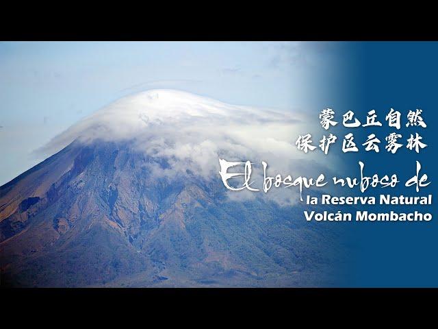 El bosque nuboso de la Reserva Natural Volcán Mombacho: un regalo de los volcanes