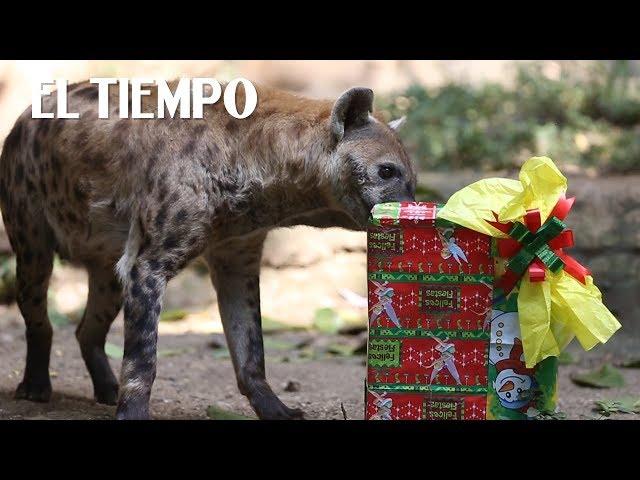 En el Zoológico de Cali, también llegó la Navidad | EL TIEMPO