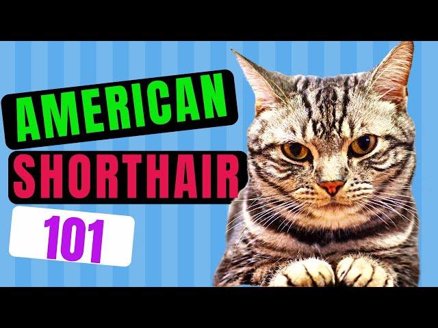 American Shorthair Cat 101 / Cats 101 - All You Need To Know About  American Shorthair Cats!