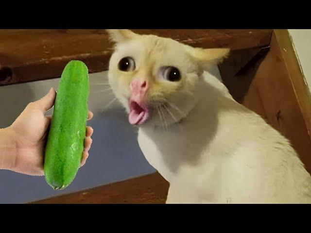 When you own cats with 300 IQ  New funny animals videos 2024 