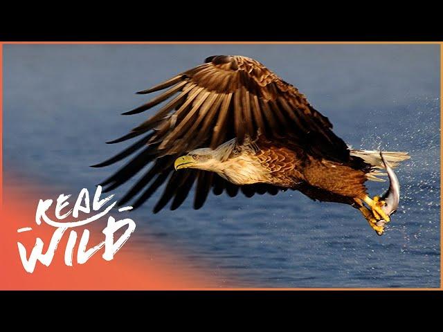 An Eagle's Journey: Queen Of The Sky | 4K Wildlife Documentary | Real Wild