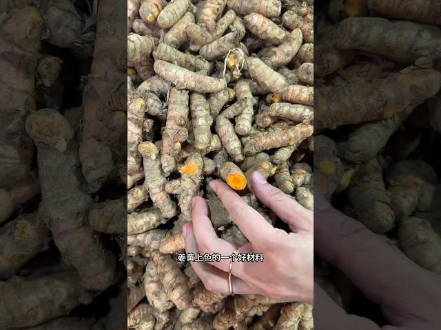 姜的兄弟们 来一起认识一下，生姜，沙姜，姜黄和高良姜，都是姜科家族的重要调料。#自然奇境科普季