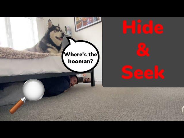 Playing Hide & Seek With My Husky