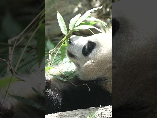 #FunFact: An adult panda can eat up to 20kg of bamboo a day. 