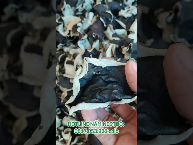 Nấm mèo mộc nhỉ Việt Nam