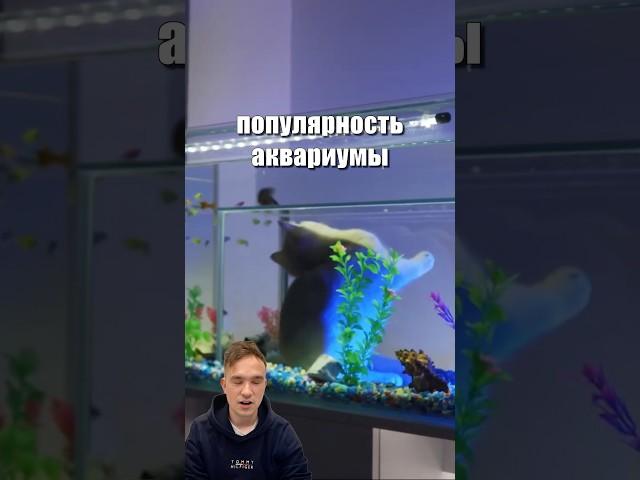 Аквариум для котиков #бизнес #котики #аквариум