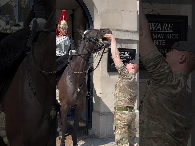 HORSE PLAYS WITH SOLDIER  | Horse Guards, Royal guard, Kings Guard, Horse, London, 2024