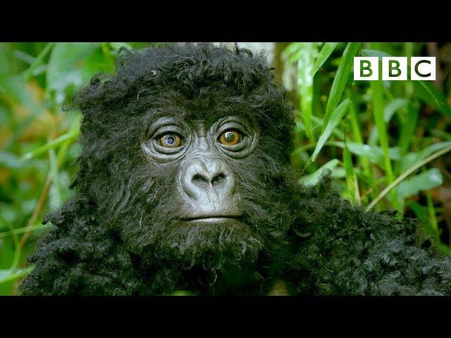 Robot spy gorilla infiltrates a wild gorilla troop ️ | Spy In The Wild - BBC