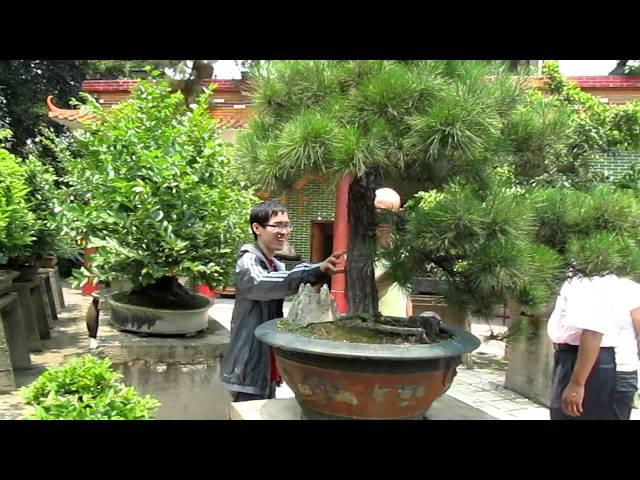 Chinese Penjing Master Chen Part II