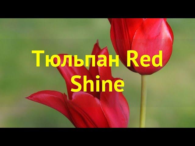 Тюльпан фостера Рэд Чине. Краткий обзор, описание характеристик tulipa Red Shine