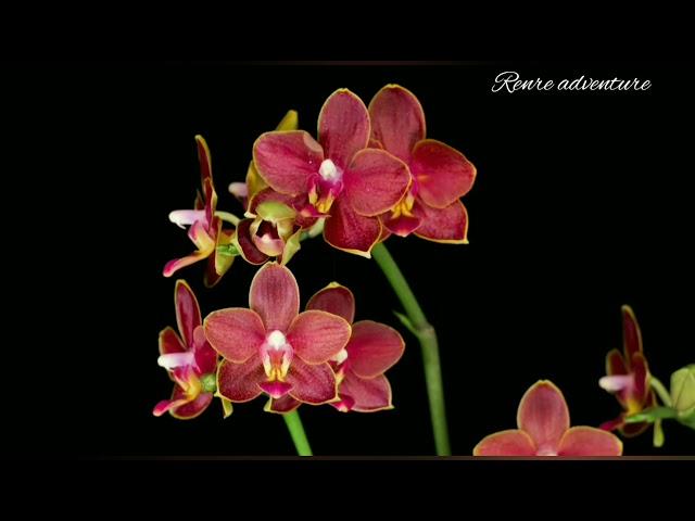 Red orchid phalaenopsis.