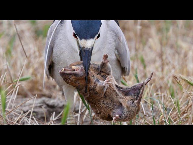 Heron catches enormous breakfast