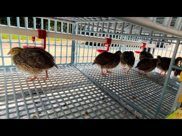 Three Week quail update and Hatching-time Cage review