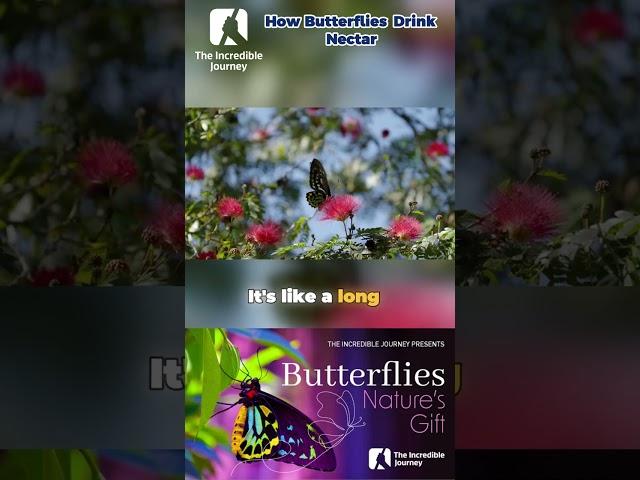 Unveiling the Magic: How Butterflies Drink Nectar! 