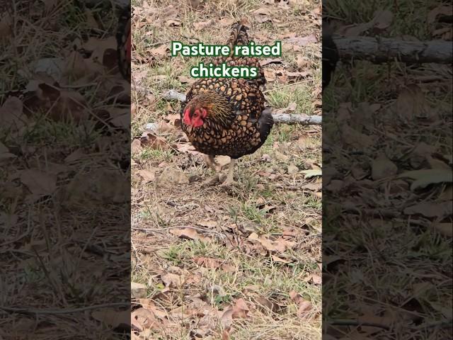 Pasture raised chickens #pastureraised #chickens #eggs #homestead