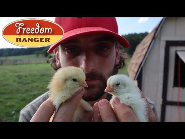 A Interview with FREEDOM RANGER HATCHERY