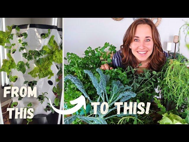 HUGE Indoor Garden HARVEST and Hydroponics Tower REVIEW