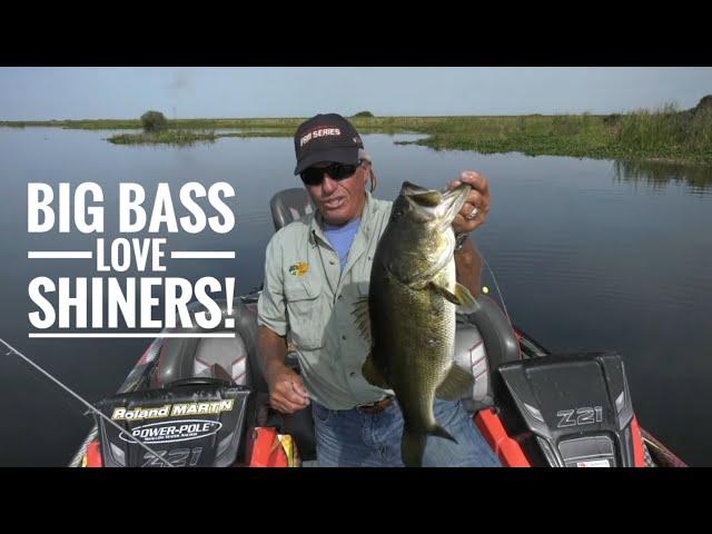 Big Bass love Shiners