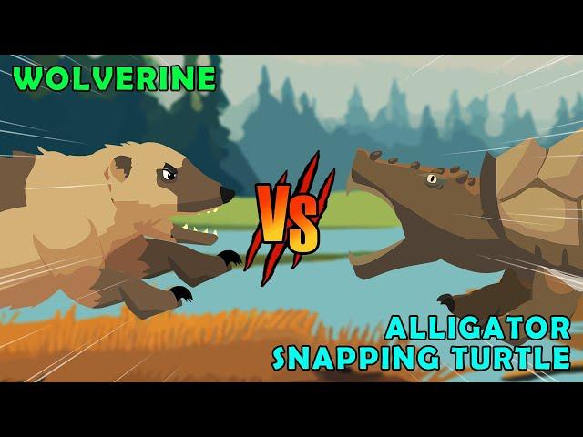 Wolverine vs Alligator Snapping Turtle | Woodland Fight Club [S1] | Animal Animation