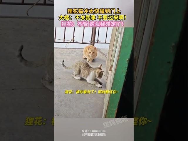 狸花猫冲太快撞到门上，大橘：不关我事 不要过来啊！狸花：不管 这瓷我碰定了！