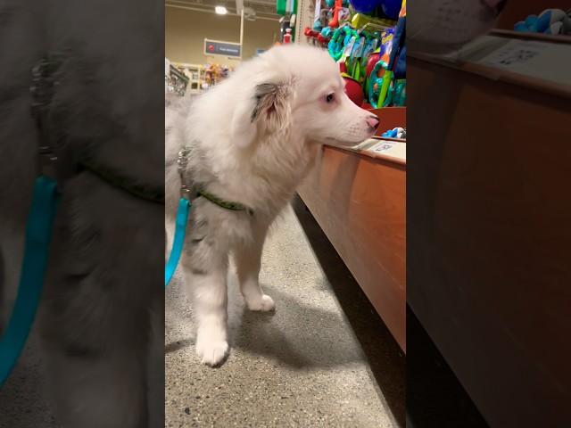 LETTING HER CHOOSE #yay #toys #petsmart #puppy #cute #choice #aussie #fun #shorts #vlog #margot